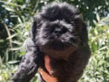 2 chiots Shih Tzu non LOF 1 mâle noir et 1 femelle noire d'avril 2026 à réserver