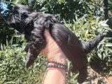 2 chiots Shih Tzu non LOF 1 mâle noir et 1 femelle noire d'avril 2026 à réserver