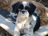 2 chiots Shih Tzu non LOF 1 mâle noir et 1 femelle noire d'avril 2026 à réserver
