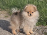 Chiot femelle Spitz Nain sable charbonné LOF à vendre