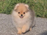 Chiot femelle Spitz Nain sable charbonné LOF à vendre