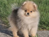 Chiot femelle Spitz Nain sable charbonné LOF à vendre