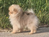 Chiot femelle Spitz Nain sable charbonné LOF à vendre