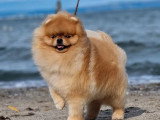 Chiot femelle Spitz Nain sable charbonné LOF à vendre