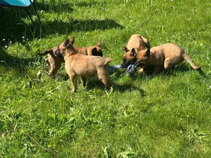4 chiots Berger Belge Malinois non LOF mars 2026 à vendre