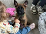 4 chiots Berger Belge Malinois non LOF mars 2026 à vendre
