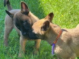 4 chiots Berger Belge Malinois non LOF mars 2026 à vendre