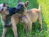 4 chiots Berger Belge Malinois non LOF mars 2026 à vendre