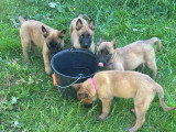 4 chiots Berger Belge Malinois non LOF mars 2026 à vendre