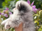 Chiot femelle Spitz Nain bleu merle à vendre