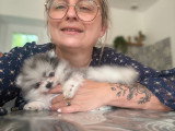 Chiot femelle Spitz Nain bleu merle à vendre