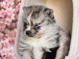 3 chiots Pomsky mâles black merle non LOF nés en avril 2026 à réserver