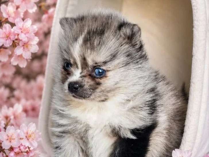 3 chiots Pomsky mâles black merle non LOF nés en avril 2026 à réserver