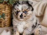 3 chiots Pomsky mâles black merle non LOF nés en avril 2026 à réserver