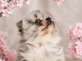 3 chiots Pomsky mâles black merle non LOF nés en avril 2026 à réserver