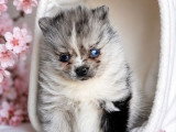 3 chiots Pomsky mâles black merle non LOF nés en avril 2026 à réserver