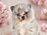 3 chiots Pomsky mâles black merle non LOF nés en avril 2026 à réserver