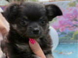 Chiot femelle Chihuahua poils longs non LOF noir et feu à vendre