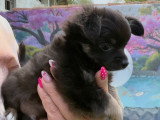 Chiot femelle Chihuahua poils longs non LOF noir et feu à vendre