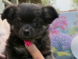 Chiot femelle Chihuahua poils longs non LOF noir et feu à vendre