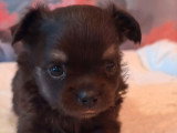 Chiot femelle Chihuahua poils longs non LOF noir et feu à vendre