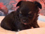 Chiot femelle Chihuahua poils longs non LOF noir et feu à vendre