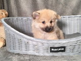 Chiot Spitz mâle non LOF à vendre né en janvier 2026