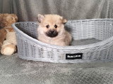 Chiot Spitz mâle non LOF à vendre né en janvier 2026