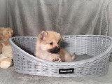 Chiot Spitz mâle non LOF à vendre né en janvier 2026