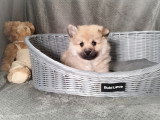 Chiot Spitz mâle non LOF à vendre né en janvier 2026