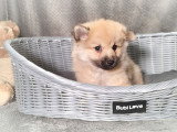 Chiot Spitz mâle non LOF à vendre né en janvier 2026