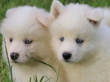 6 chiots Samsky non LOF nés en avril 2026 à réserver