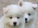 6 chiots Samsky non LOF nés en avril 2026 à réserver