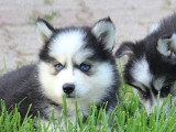 6 chiots Samsky non LOF nés en avril 2026 à réserver