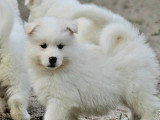 6 chiots Samsky non LOF nés en avril 2026 à réserver