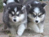 6 chiots Samsky non LOF nés en avril 2026 à réserver