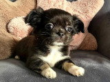 Chiot Chihuahua mâle tricolore poils longs LOF à réserver né en avril 2026