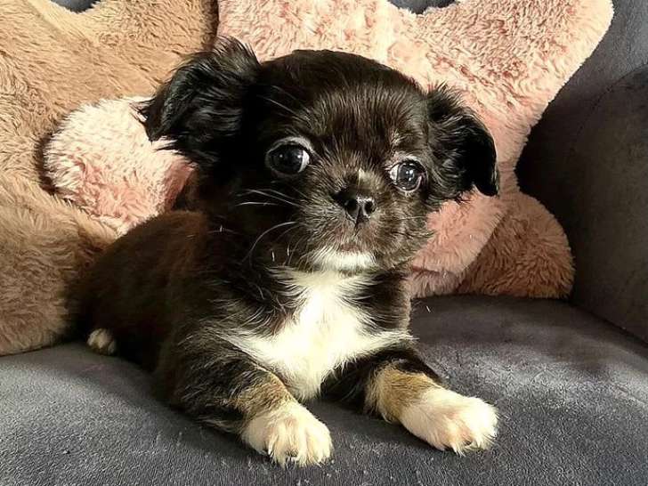 Chiot Chihuahua mâle tricolore poils longs LOF à réserver né en avril 2026