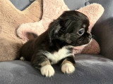 Chiot Chihuahua mâle tricolore poils longs LOF à réserver né en avril 2026