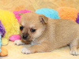 Chiot femelle Pomchi non LOF à réserver