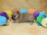 Chiot femelle Pomchi non LOF à réserver