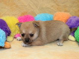 Chiot femelle Pomchi non LOF à réserver