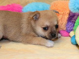 Chiot femelle Pomchi non LOF à réserver