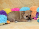 Chiot femelle Pomchi non LOF à réserver