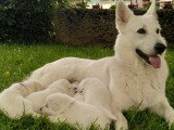 Chiots Berger Blanc Suisse à vendre
