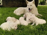 Chiots Berger Blanc Suisse à vendre
