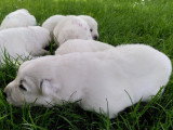 Chiots Berger Blanc Suisse à vendre