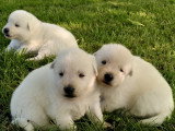 Chiots Berger Blanc Suisse à vendre