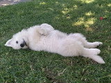 Chiots Berger Blanc Suisse à vendre