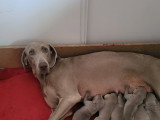 Chiots de race Braque de Weimar à vendre (1 femelle & 2 mâles)